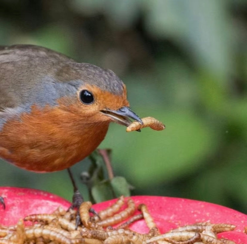 600g Dried Calci Worms