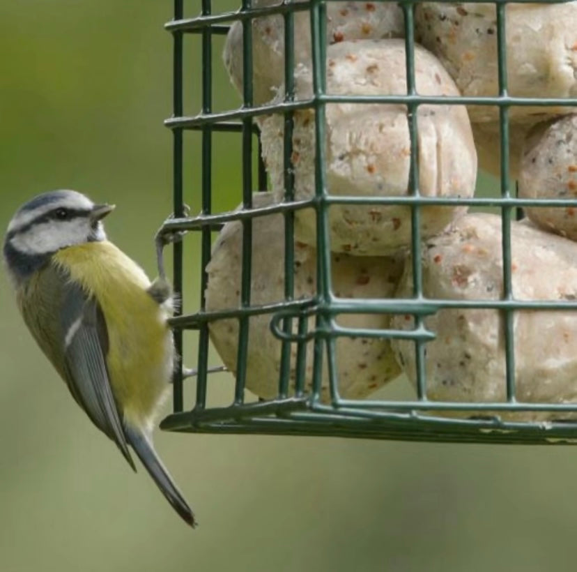 6 x Suet Balls - Wild Bird Feed