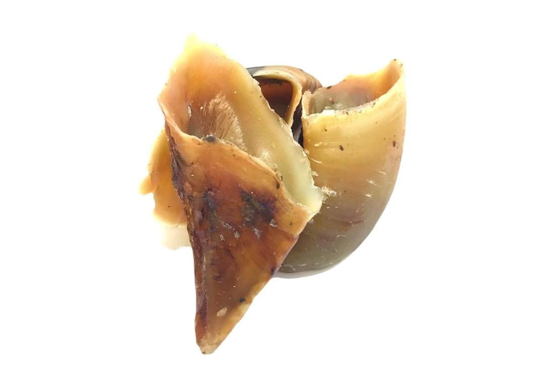 Empty Cow Hoof