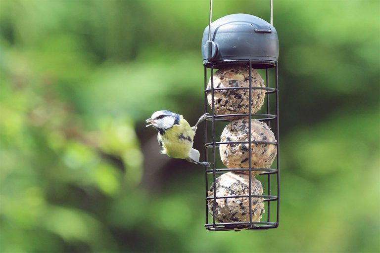 Henry Bell Fat Balls - 50 Box