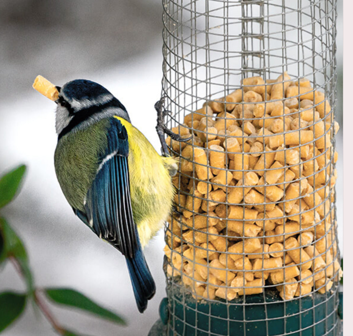 2.5kg Mixed Suet Pellets
