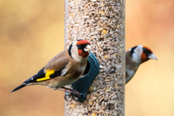 3kg Wild Bird Seed