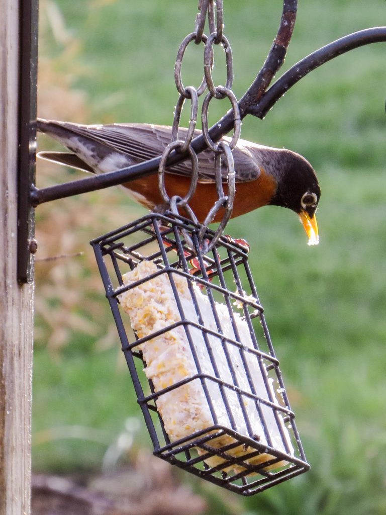 Suet Blocks