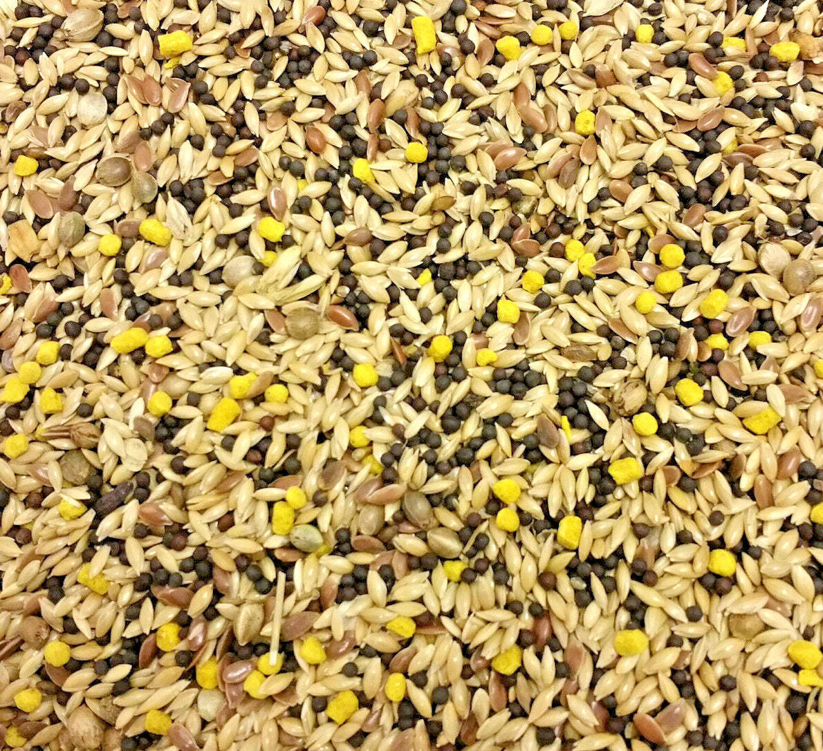 Mixed Canary Seed