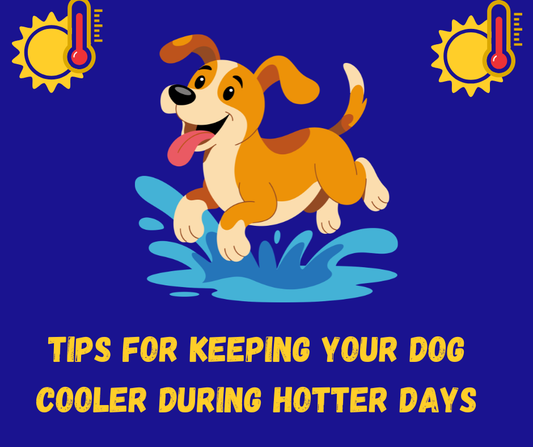 Keeping Dog's safe on HOT days..