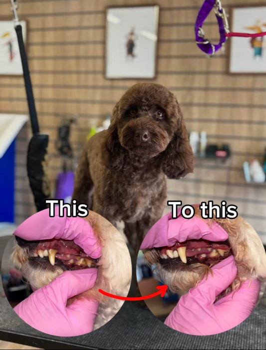 🦷 Keep Your Dog’s Smile Healthy with Phoenix Grooming