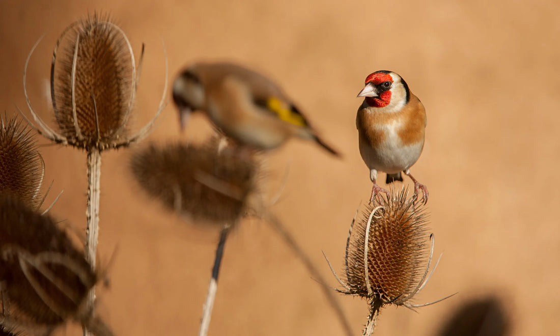 RSPB - Wild Bird Safety Tips