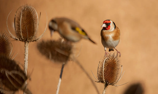 RSPB - Wild Bird Safety Tips