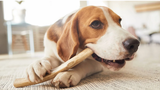 What are the benefits of chewing.?