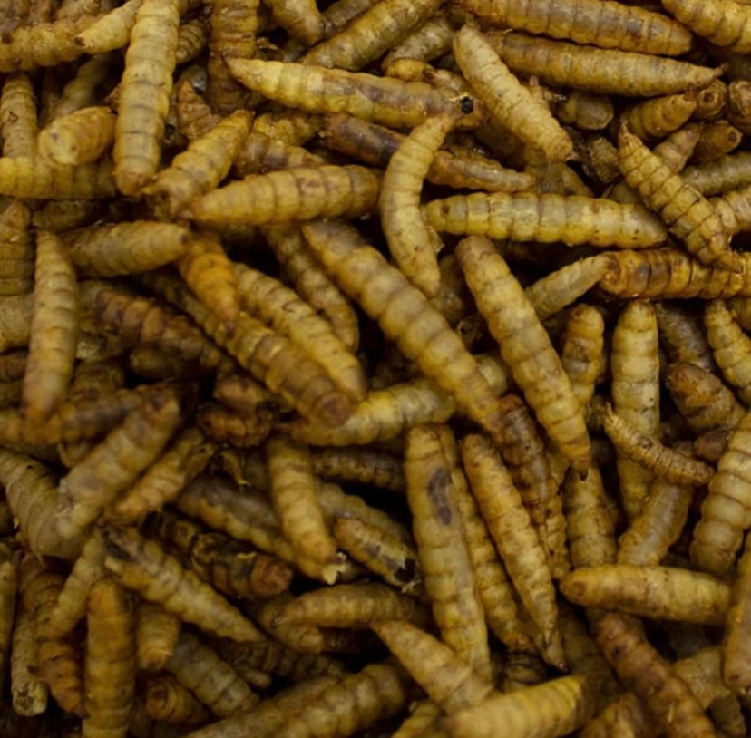 600g Dried Calci Worms - Bird Feed