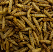600g Dried Calci Worms