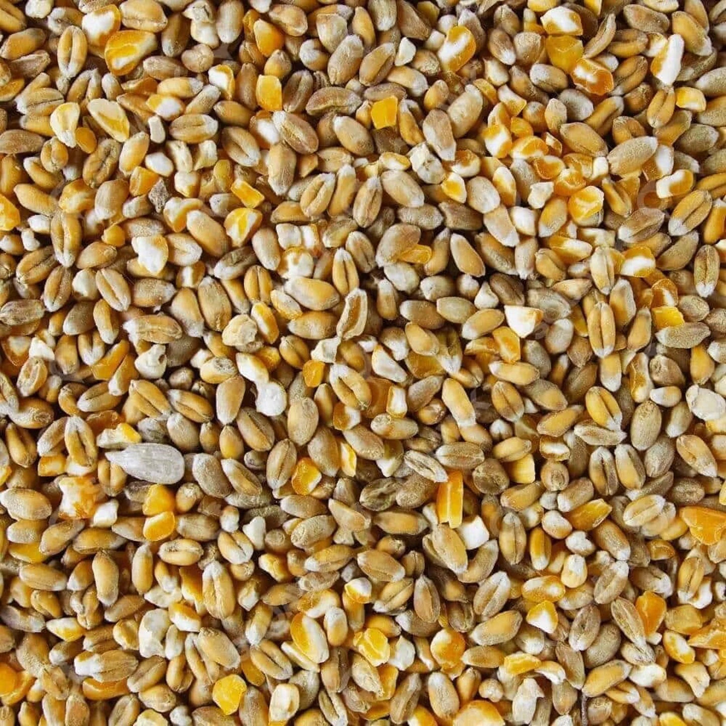 3KG Mixed Corn