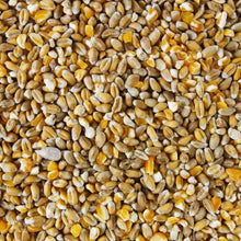 3KG Mixed Corn