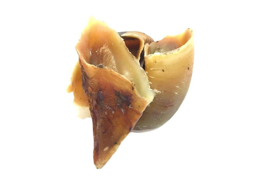 Empty Cow Hoof