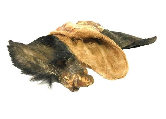 Large Hairy Cow Ears