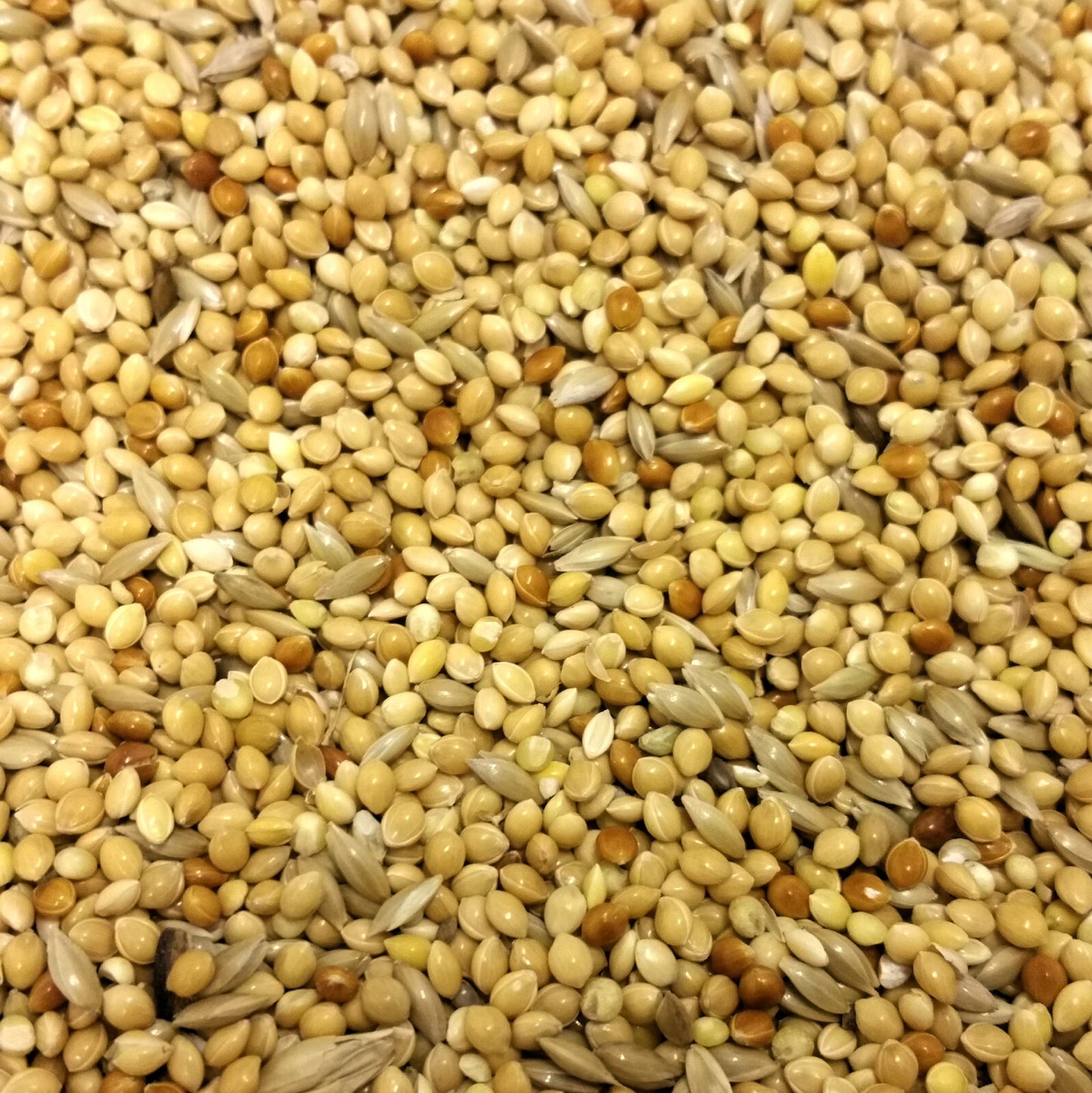 Budgie Food